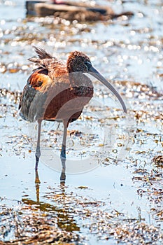 The glossy ibis, latin name Plegadis falcinellus, searching for food in the shallow lagoon