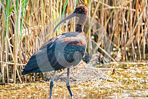 The glossy ibis, latin name Plegadis falcinellus, searching for food in the shallow lagoon