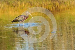 Glossy Ibis Myakka River State Park