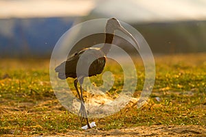 Glossy Ibis at Nal Sarovar Bird Sanctuary photo
