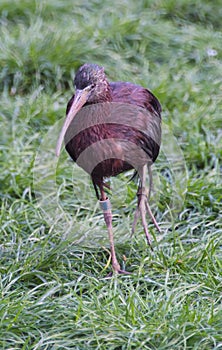 Glossy ibis or Plegadis falcinellus