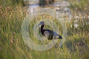 Glossy Ibis - Plegadis falcinellus