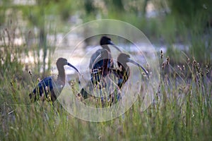 Glossy Ibis - Plegadis falcinellus