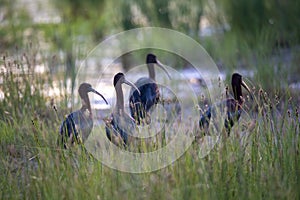 Glossy Ibis - Plegadis falcinellus