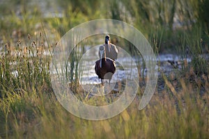 Glossy Ibis - Plegadis falcinellus