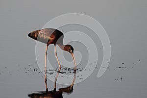 Glossy Ibis Plegadis falcinellus