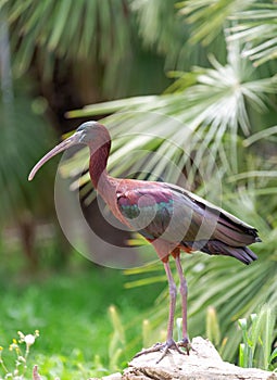 Glossy ibis Plegadis falcinellus bird