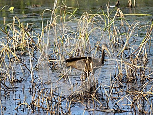 The Glossy Ibis, Plegadis falcinellus, foraging in water, Colombia