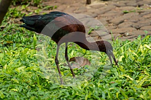 Glossy ibis  Plegadis falcinellus looking food on  grass
