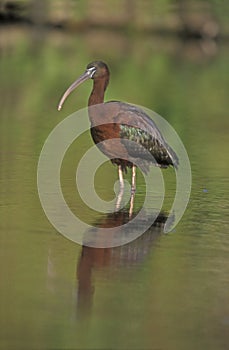 Glossy ibis, Plegadis falcinellus