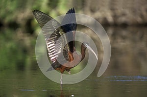 Glossy ibis, Plegadis falcinellus