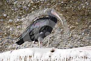 Glossy Ibis, Plegadis falcinellus, is threatened with extinction