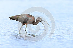 Glossy ibis, Plegadis falcinellus, wader bird in breeding plumage photo