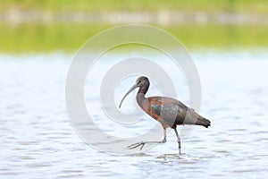Glossy ibis, Plegadis falcinellus, wader bird in breeding plumage photo