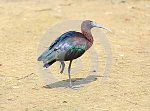 Glossy Ibis (Plegadis falcinellus) photo