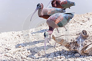 Glossy ibis birds walking on the ground