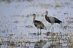 The Glossy Ibis Plegadis falcinellus is a wading bird in the ibis family Threskiornithidae.