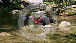 The Glossy ibis, Plegadis falcinellus is a wading bird in the ibis family Threskiornithidae