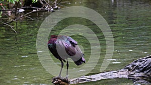 The Glossy ibis, Plegadis falcinellus is a wading bird in the ibis family Threskiornithidae