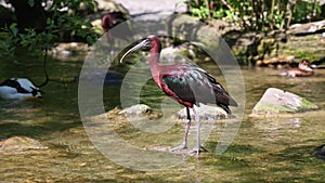 The Glossy ibis, Plegadis falcinellus is a wading bird in the ibis family Threskiornithidae