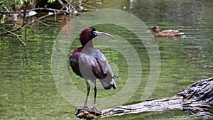 The Glossy ibis, Plegadis falcinellus is a wading bird in the ibis family Threskiornithidae