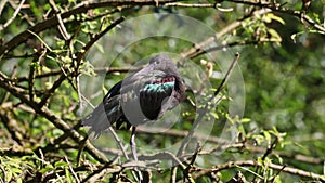 The Glossy ibis, Plegadis falcinellus is a wading bird in the ibis family Threskiornithidae