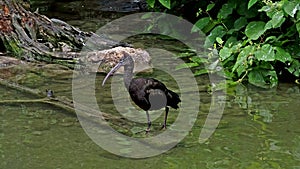 The Glossy ibis, Plegadis falcinellus is a wading bird in the ibis family Threskiornithidae