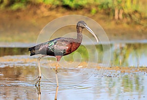 A glossy ibis up close