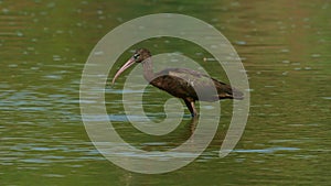 Glossy Ibis - Plegadis falcinellus is a wading bird in the ibis family Threskiornithidae, Shore bird with long beak in the water,