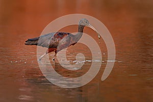 Glossy Ibis - Plegadis falcinellus is a wading bird in the ibis family Threskiornithidae, Shore bird with long beak in the water,