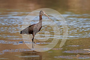 Glossy Ibis - Plegadis falcinellus is a wading bird in the ibis family Threskiornithidae, Shore bird with long beak in the water,