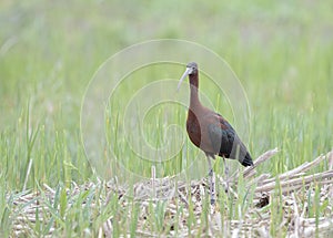 The glossy ibis (Plegadis falcinellus) is a water bird in the ibis and spoonbill family Threskiornithidae.