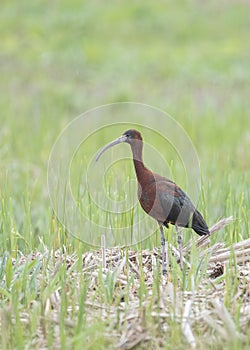 Glossy ibis (Plegadis falcinellus) is a water bird in the ibis and spoonbill family Threskiornithidae.
