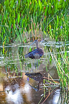 Glossy ibis ,Plegadis falcinellus is a water bird in the order Pelecaniformes