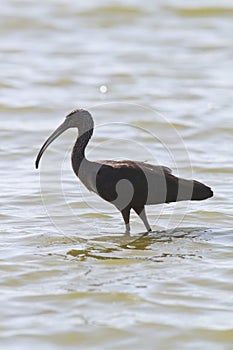 Glossy Ibis Portrait