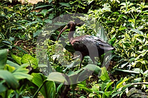 Glossy ibis runs among bushes on th ground