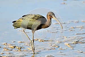 Glossy Ibis showing it`s spectacular colors at sunset.