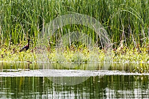 Glossy ibis and squacco heron