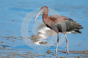 Glossy Ibis