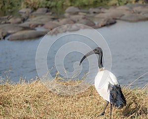 Glossy Ibis standing, rhinos in background - ngorongroro national park photo
