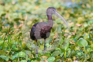 Glossy ibis in a marsh.