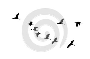 Glossy ibis wedge in flight. Vector silhouette a flock of birds