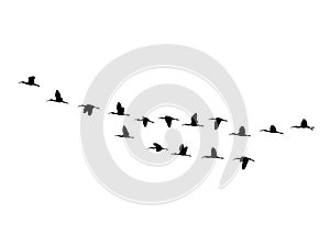 Glossy ibis wedge in flight. Vector silhouette a flock of birds