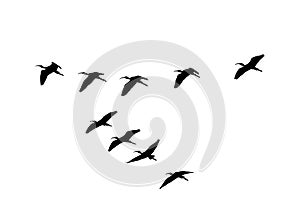 Glossy ibis wedge in flight. Vector silhouette a flock of birds