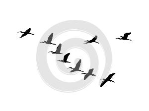 Glossy ibis wedge in flight. Vector silhouette a flock of birds