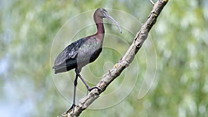 Glossy Ibis & x28;Plegado falcinellus& x29; photo