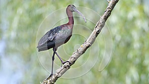 Glossy Ibis & x28;Plegado falcinellus& x29; photo