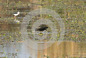 Glossy Ibises