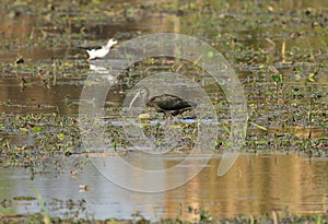 Glossy Ibises