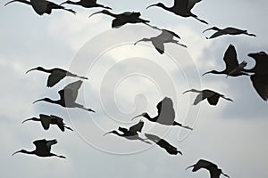 Glossy ibises flying over a swamp at Orlando Wetlands Park. photo